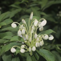 <i>Rotheca microphylla</i>  (Blume) Callm. & Phillipson